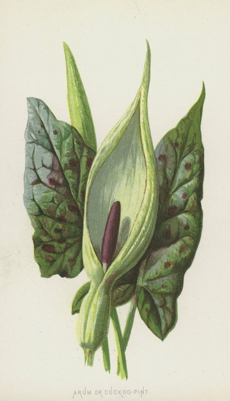 Arum eller gøgepint (chromolitho) af Frederick Edward Hulme