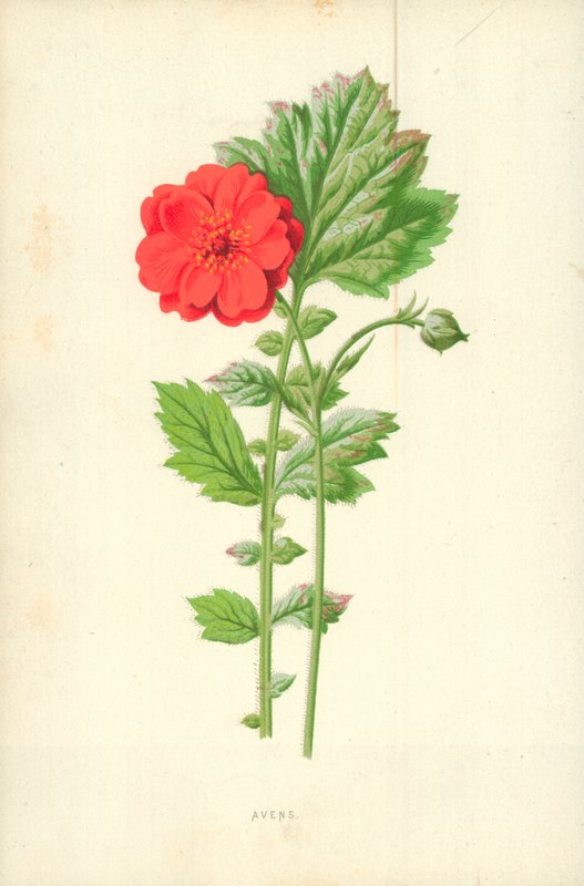 Avens af Frederick Edward Hulme