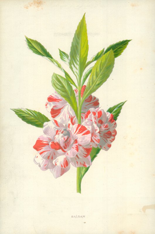 Balsam af Frederick Edward Hulme