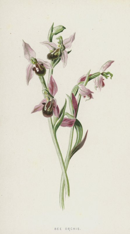 Bee Orchis (chromolitho) af Frederick Edward Hulme