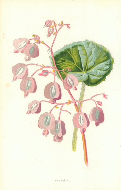 Begonia af Frederick Edward Hulme