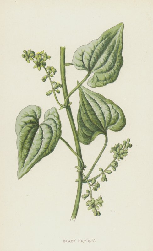 Sort Bryony (chromolitho) af Frederick Edward Hulme