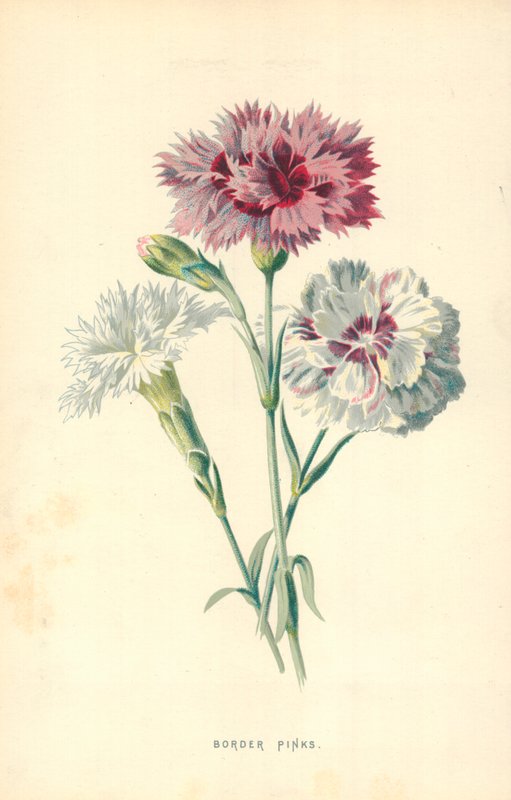 Border Pinks af Frederick Edward Hulme