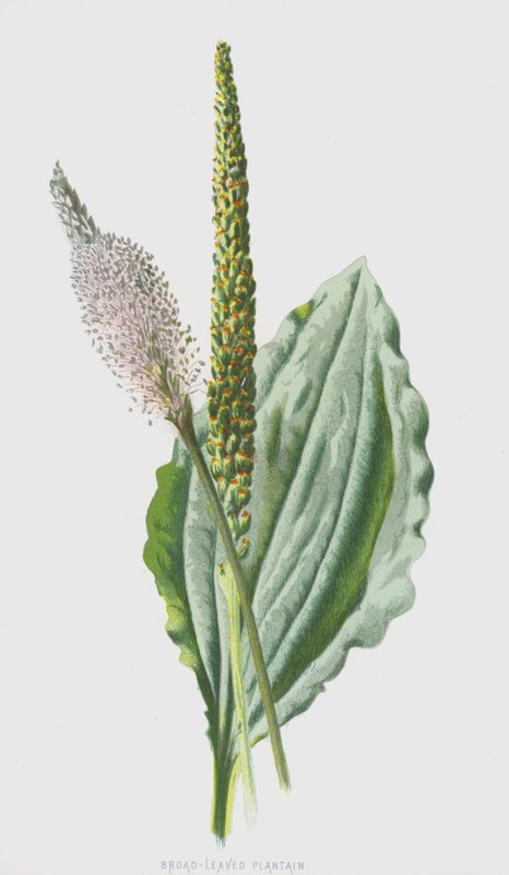 Bredbladet Plantain (chromolitho) af Frederick Edward Hulme