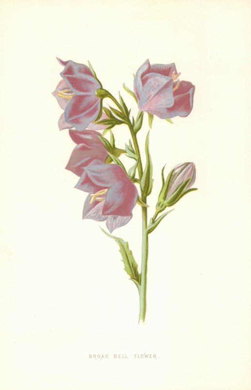 Bred Klokkeblomst af Frederick Edward Hulme