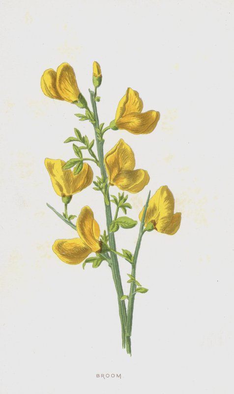 Kost (chromolitho) af Frederick Edward Hulme