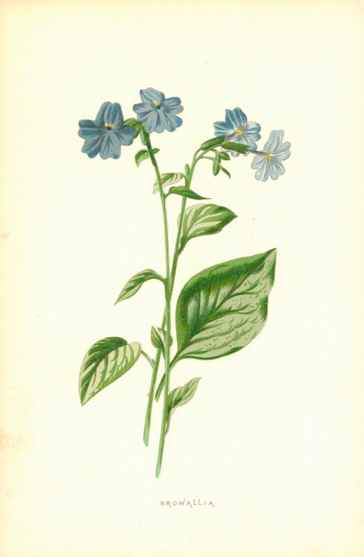 Browallia af Frederick Edward Hulme