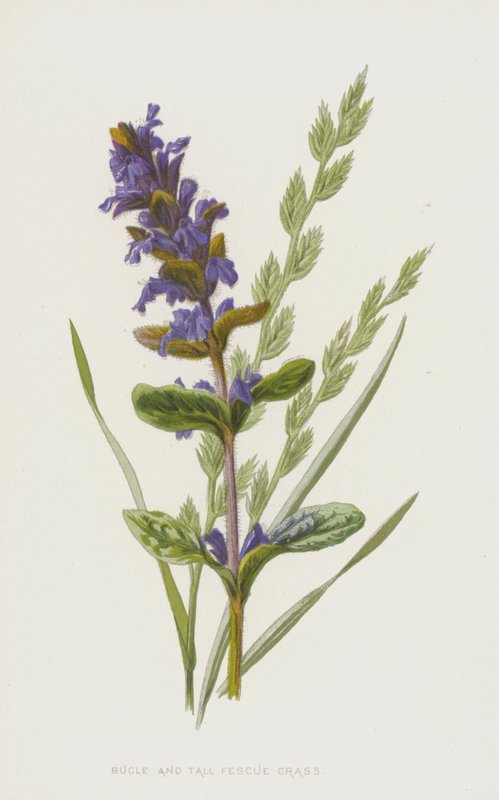 Bugle og høj svingel græs (chromolitho) af Frederick Edward Hulme