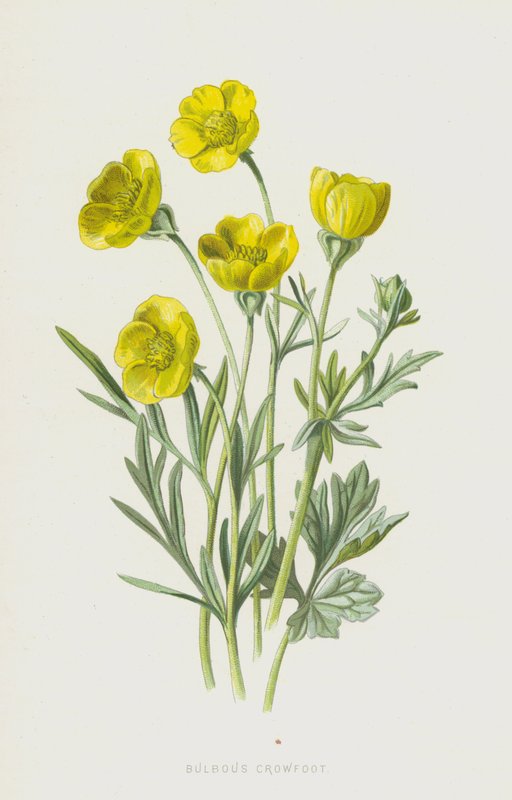 Løgformet kragefod (chromolitho) af Frederick Edward Hulme