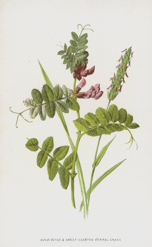 Bush-Vetch og sødduftende vernal græs (chromolitho) af Frederick Edward Hulme
