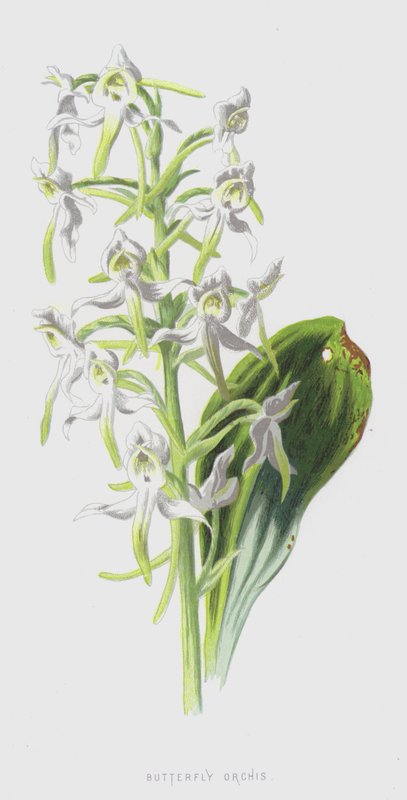 Sommerfugl Orchis (chromolitho) af Frederick Edward Hulme