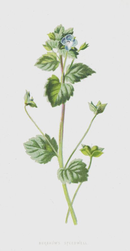 Buxbaums Speedwell (chromolitho) af Frederick Edward Hulme