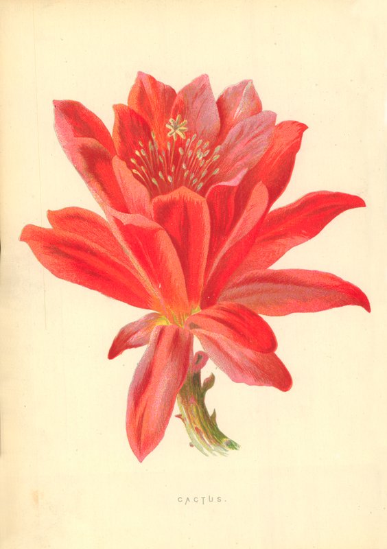 Kaktus af Frederick Edward Hulme