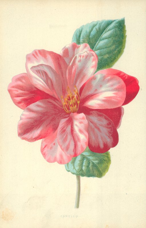 Camellia af Frederick Edward Hulme