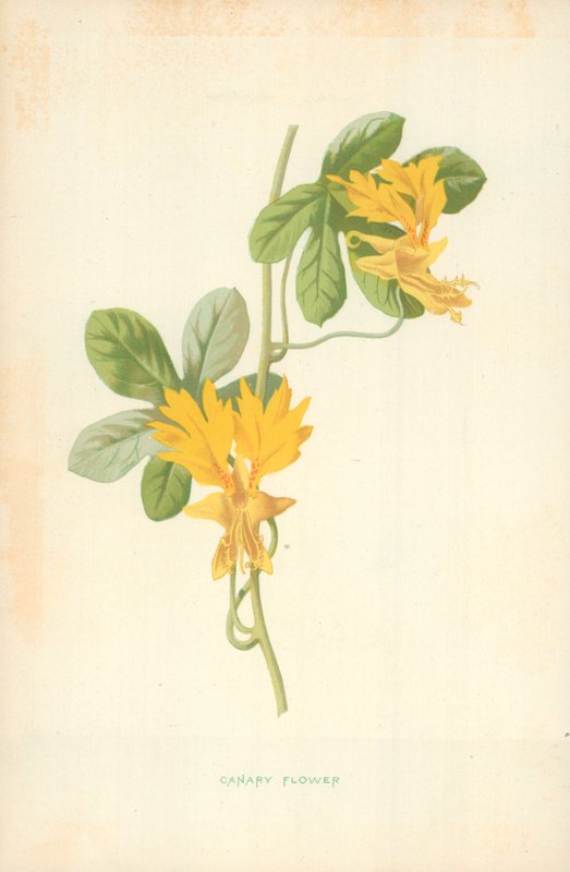 Kanariefugleblomst af Frederick Edward Hulme