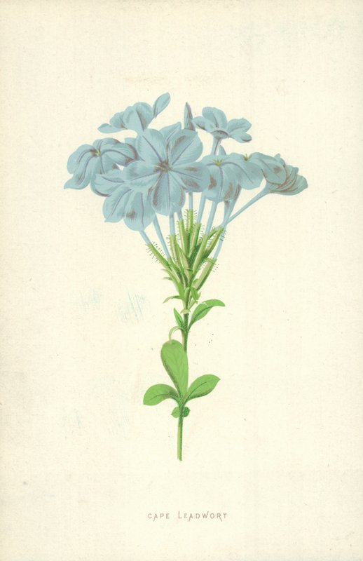 Cape Leadwort af Frederick Edward Hulme