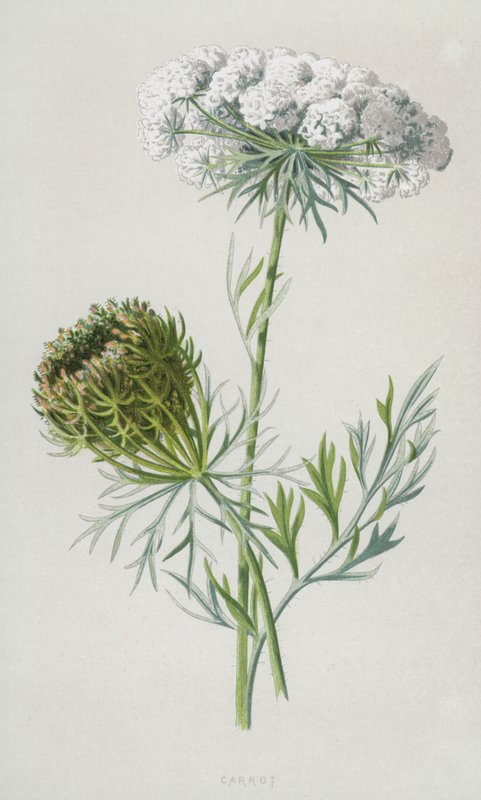 Gulerod (chromolitho) af Frederick Edward Hulme
