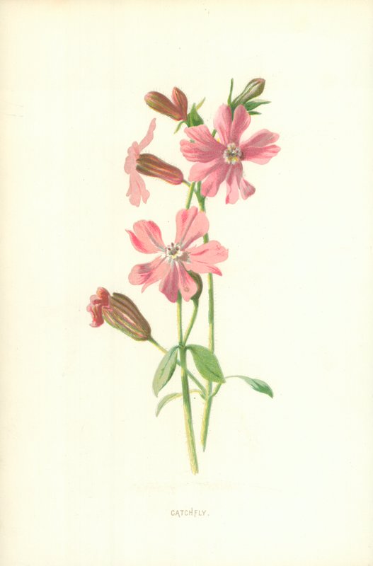 Catchfly af Frederick Edward Hulme