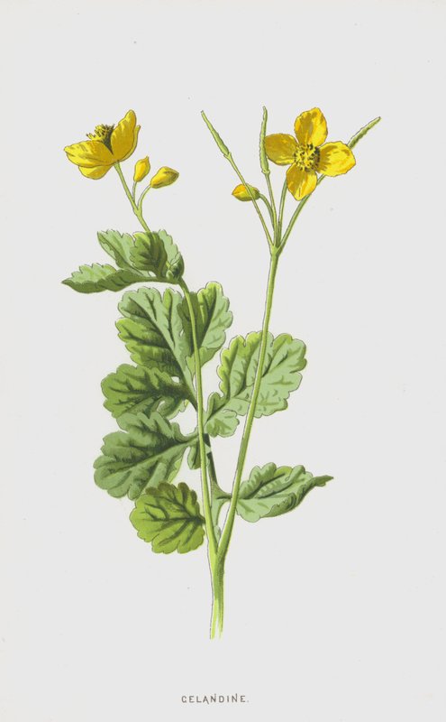Celandine (chromolitho) af Frederick Edward Hulme