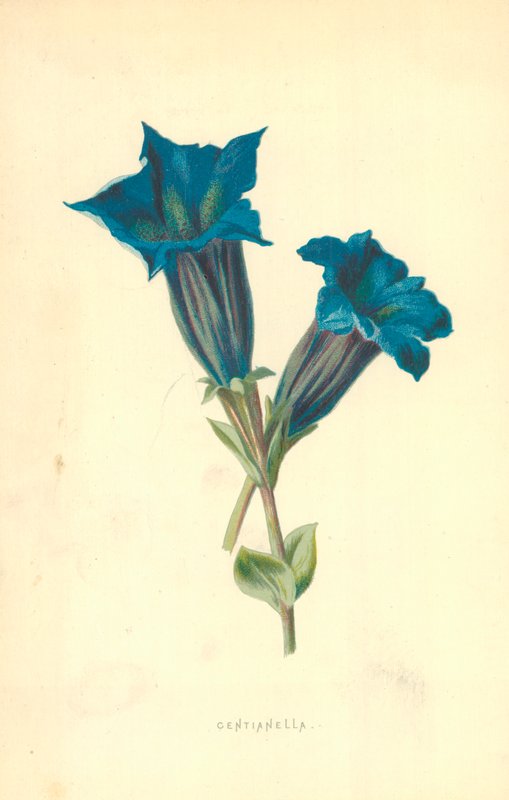Centianella af Frederick Edward Hulme