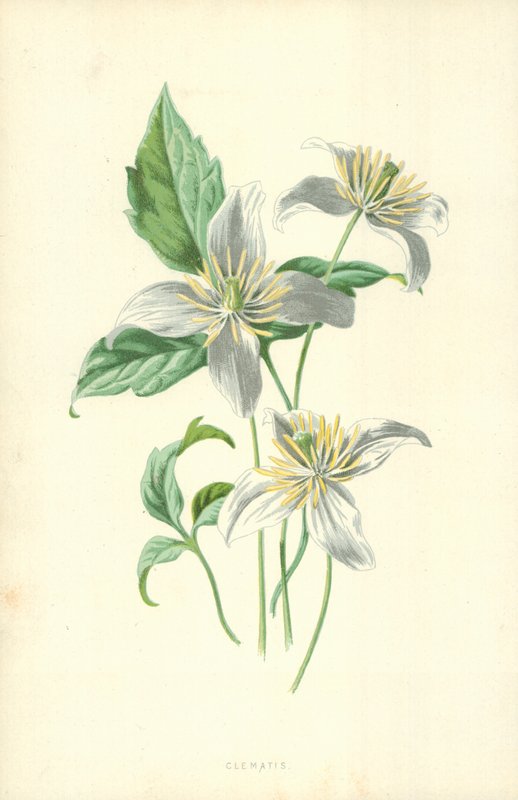 Klematis af Frederick Edward Hulme