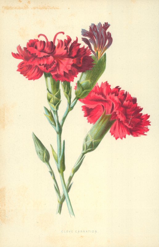 Nellike af Frederick Edward Hulme