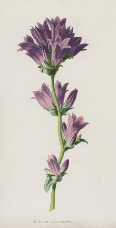 Klyngede klokkeblomst (chromolitho) af Frederick Edward Hulme