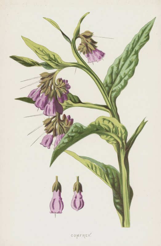 Comfrey (chromolitho) af Frederick Edward Hulme