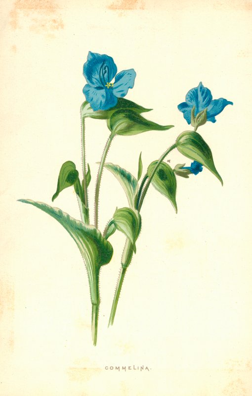 Commelina af Frederick Edward Hulme