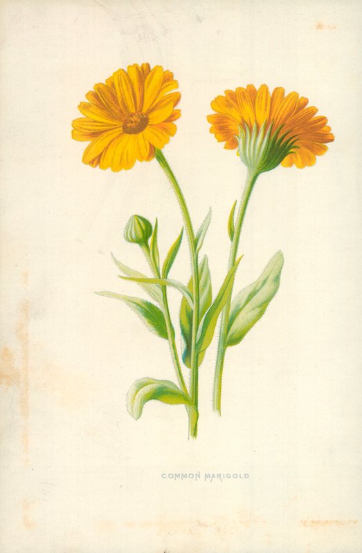 Almindelig morgenfrue af Frederick Edward Hulme