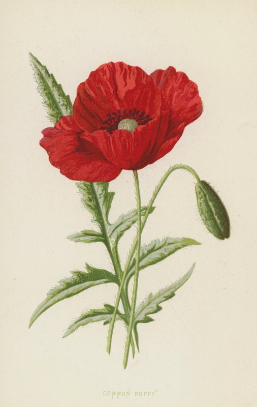 Almindelig valmue (chromolitho) af Frederick Edward Hulme