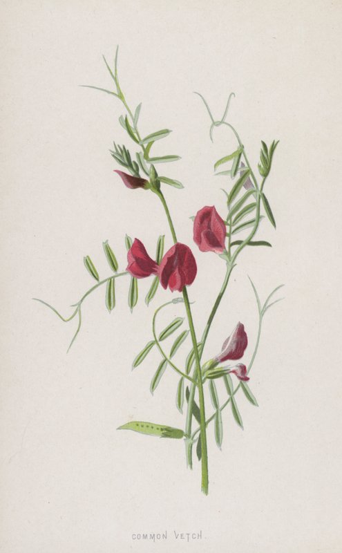 Almindelig vikke (chromolitho) af Frederick Edward Hulme