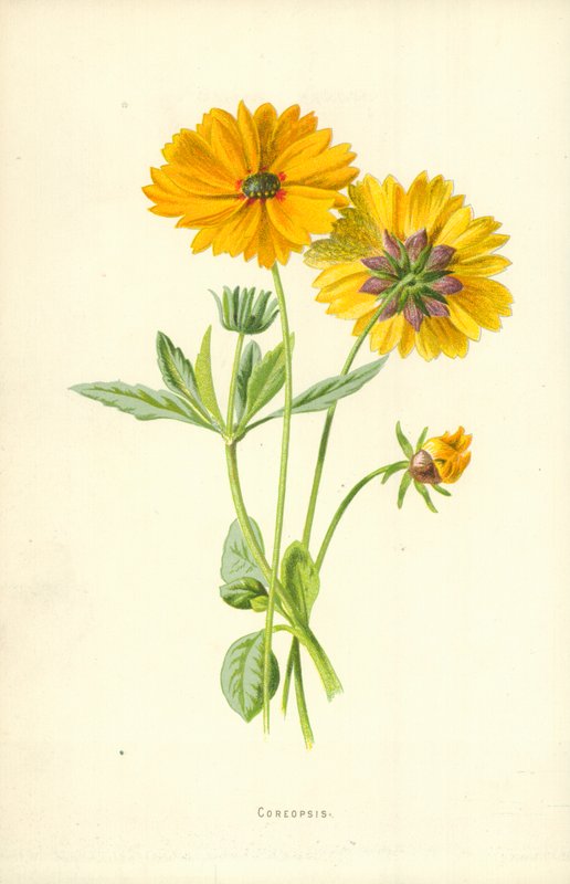 Coreopsis af Frederick Edward Hulme
