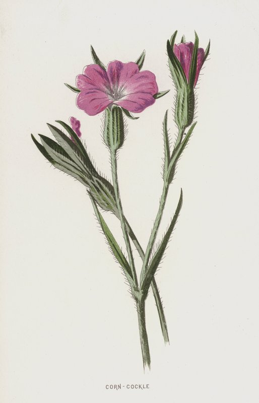 Corn-Cockle (chromolitho) af Frederick Edward Hulme