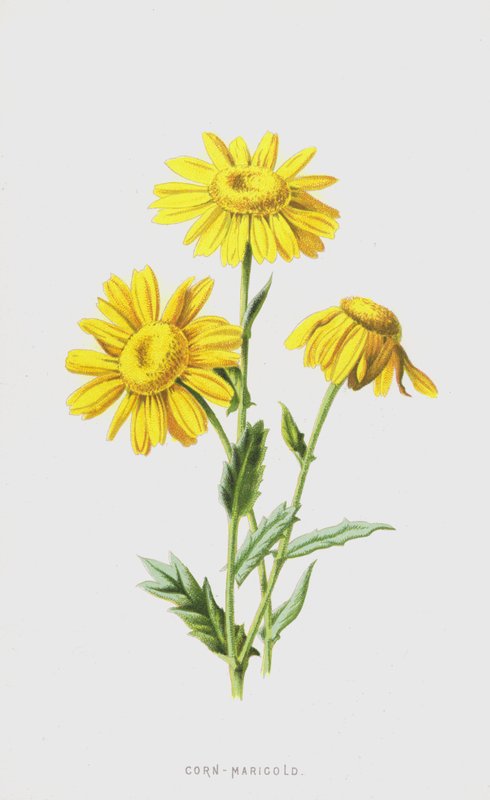 Majs-morgenfrue (chromolitho) af Frederick Edward Hulme