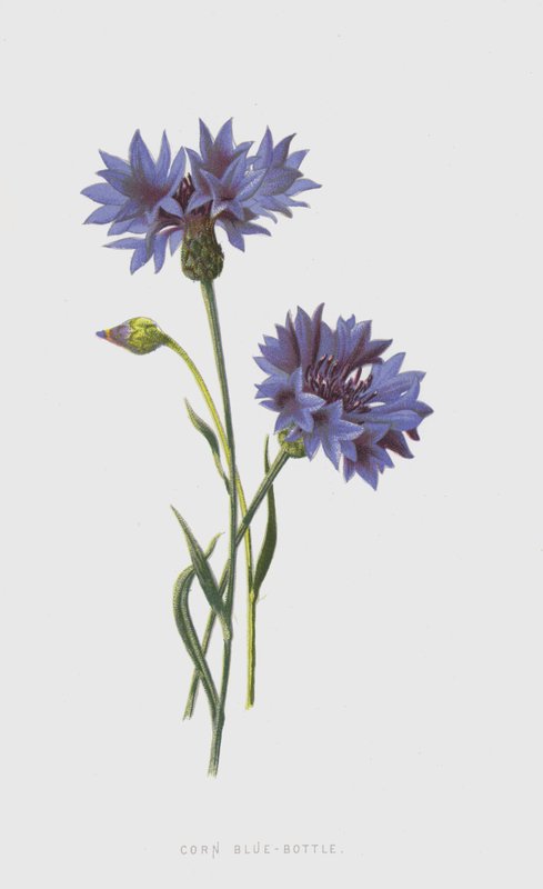 Corn Blue-Bottle (chromolitho) af Frederick Edward Hulme