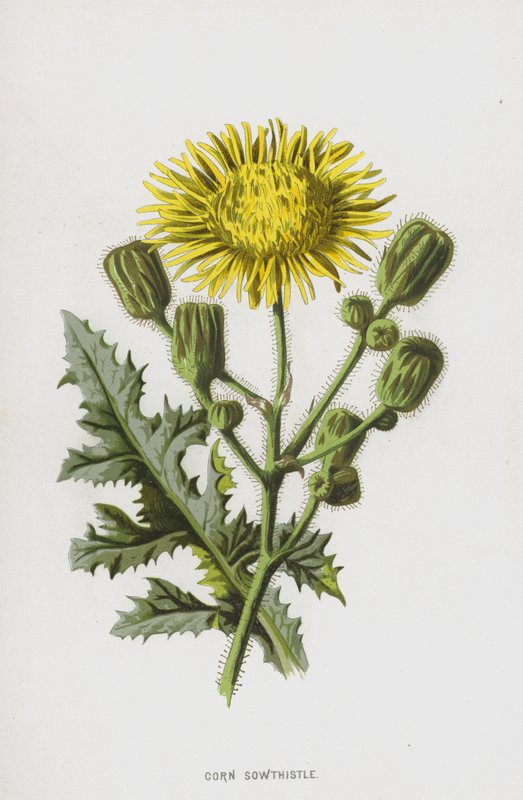Majsfrø (chromolitho) af Frederick Edward Hulme