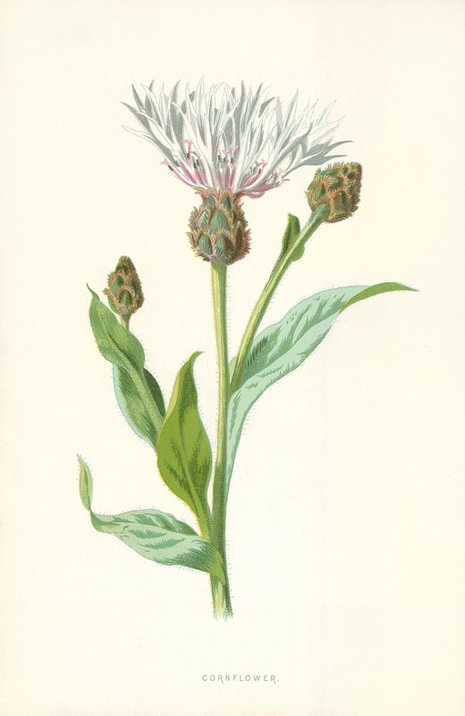Kornblomst af Frederick Edward Hulme