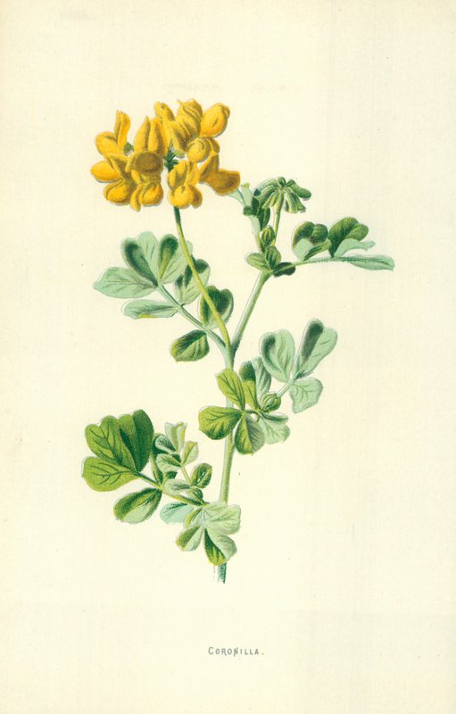 krone af Frederick Edward Hulme