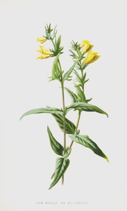 Kohvede eller Melampyre (chromolitho) af Frederick Edward Hulme