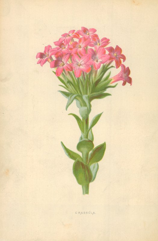 Crassula af Frederick Edward Hulme