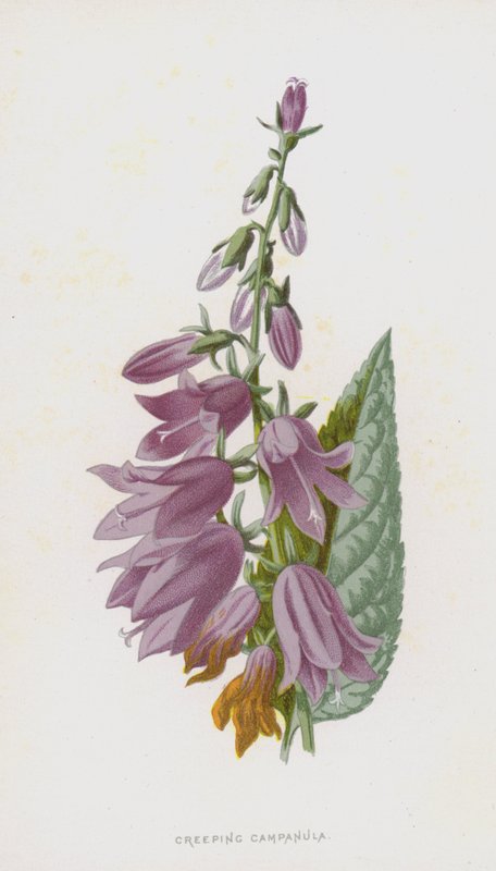 Krybende Campanula (chromolitho) af Frederick Edward Hulme