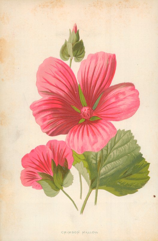 Crimson Mallow af Frederick Edward Hulme