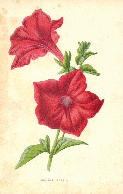 Crimson Petunia af Frederick Edward Hulme