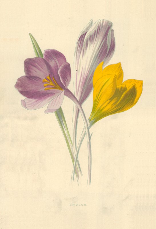 Krokus af Frederick Edward Hulme