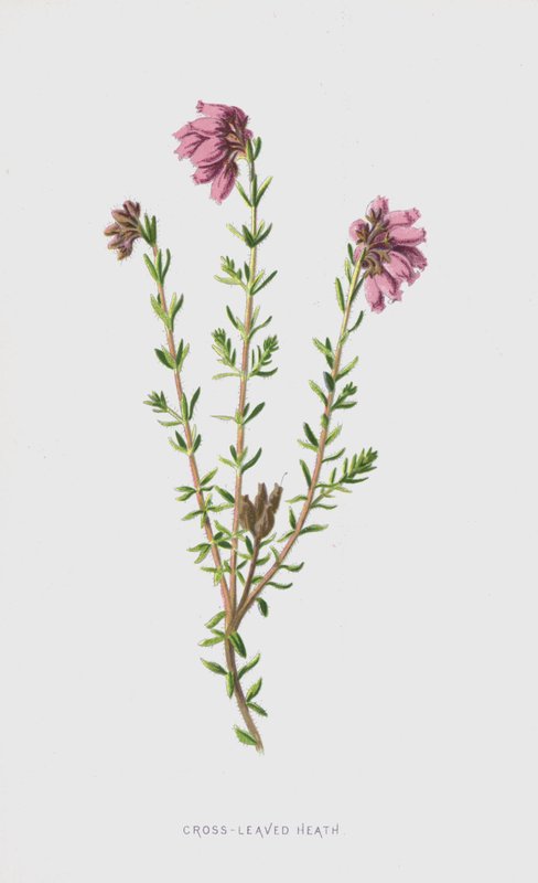 Cross-Leaved Heath (chromolitho) af Frederick Edward Hulme