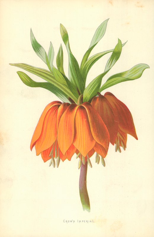 Crown Imperial af Frederick Edward Hulme