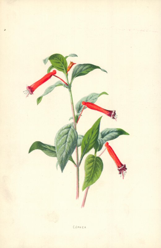 Cuphea af Frederick Edward Hulme