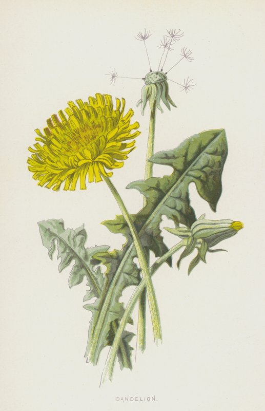 Mælkebøtte (chromolitho) af Frederick Edward Hulme