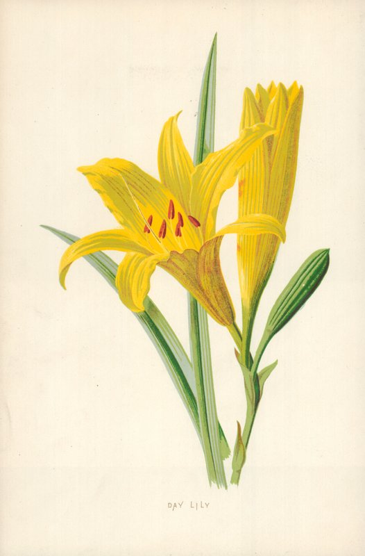 Dag Lily af Frederick Edward Hulme